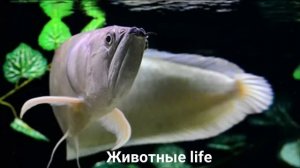 АРОВАНА?/Животные life/Рыбы/Животные/Интересные факты