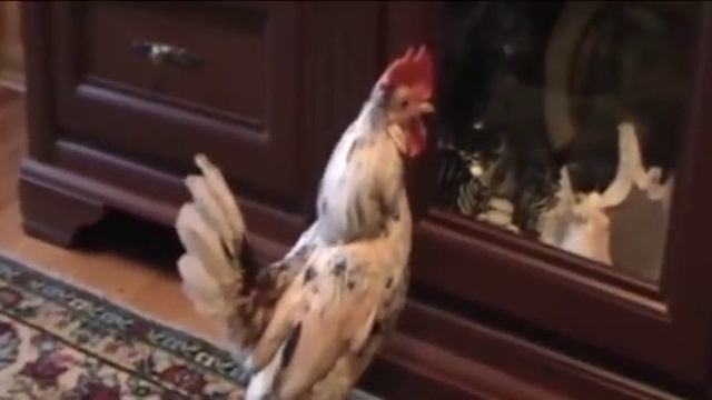 Петух в квартире смотреть онлайн