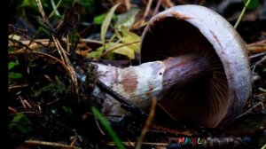 Красивые Грибы в Лесу. Паутинник Козий