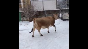 Джерсейские коровы на зимней прогулке