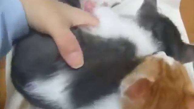 Смешные котята спят смотреть онлайн