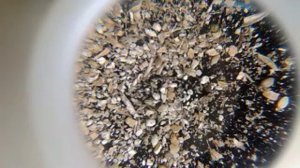 Мучной клещ в зерне