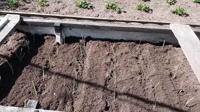 Май 2021 серия №3. Сажаю весь лук. Формирую лобелию. смотреть онлайн