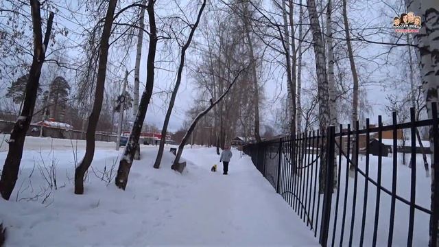 VLOG!Пошли в зоомагазин с АРЧИКОМ//Прогулка с Йоркширским терьером//Чем кормить Йорка//Простая жизн смотреть онлайн