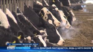 В Ярковском районе достраивают коровник на две тысячи голов скота