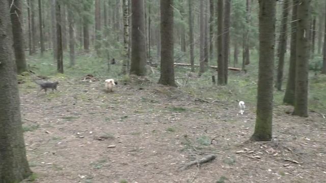 Шпицы, абиссинская кошка и девон рекс гуляют в лесу смотреть онлайн