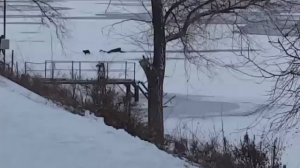 Парень спас собак, провалившихся под лед