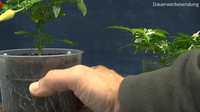 Mini Chili und Orchideen Gießen und Düngen смотреть онлайн