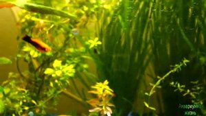 Аквариум 75 литров