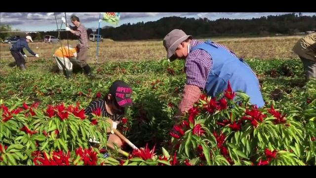 Перец-чили Ястребиный коготь. Сельское хозяйство. Как это делается.