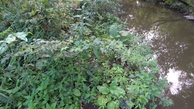 Красная вертушка Caperlan на практике. Рыбалка в мутной воде. Встреча со змеёй на Яузе.