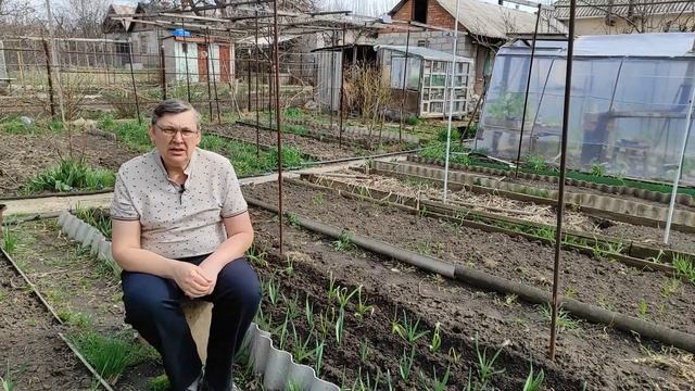 Важная подкормка озимого чеснока весной.