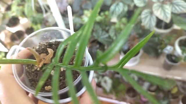 Комнатные растения. Цветочные новинки.