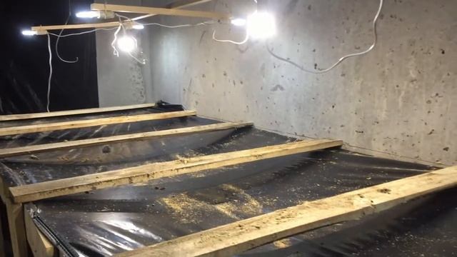 Выгонка тюльпанов, освещение смотреть онлайн