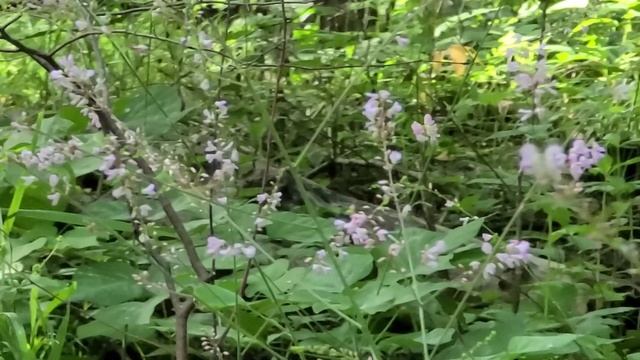 Desmodium gangeticum  Summer flower  wild