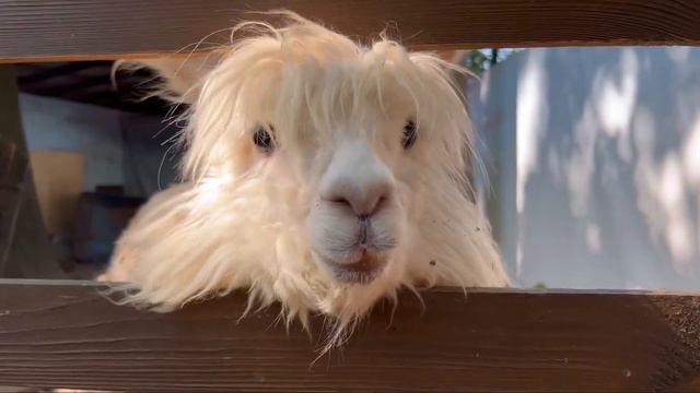 Лев кормит животных. Правила поведения в зоопарке. смотреть онлайн