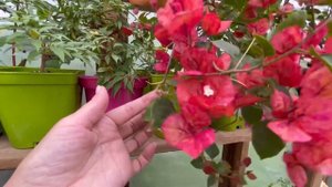 bougainvillea Cristina