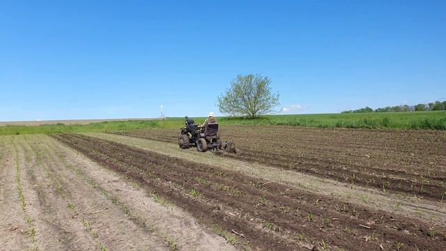 прополка кукурудзи мотоблоком з адаптером. смотреть онлайн