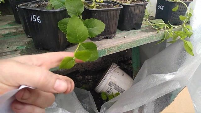 Гелиоскоп,Астры,Ковыль,Пеннисетум,Платикодоны,Мюленбергия,сирень,гайлардия, будлея.#сад,#покупка. смотреть онлайн