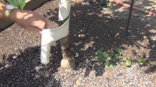 Golden Delicious Apple Tree смотреть онлайн