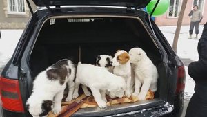 Собачий рынок Одесса. Разные породы собак. Продажа собак и кошек. Топ 5 собак, птичий рынок наш