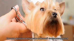 Машинка для стрижки собак в домашних условиях