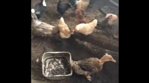 Семья Киселевых.mp4