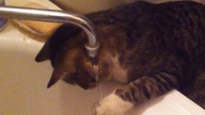 Кот медитирует на воду