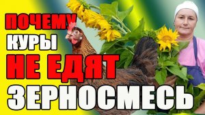 Почему куры НЕ ЕДЯТ зерносмесь? Как правильно приготовить зерносмесь.