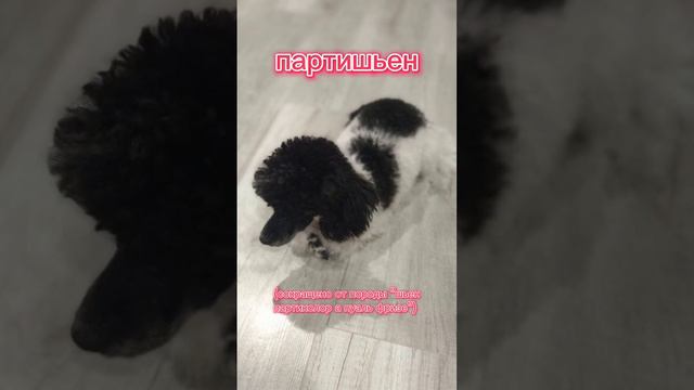 Меня назвали красивым именем, чтобы называть... #animals#dog смотреть онлайн