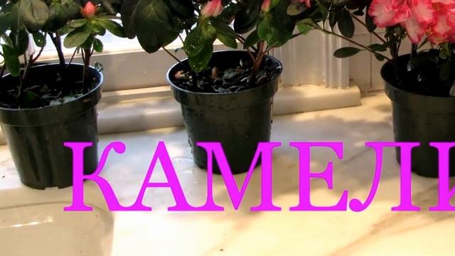 ТОП-6 ЦВЕТУЩИХ ЗИМОЙ КОМНАТНЫХ РАСТЕНИЙ. САМЫЕ ЛЮБИМЫЕ, ДОСТУПНЫЕ, КРАСИВЫЕ смотреть онлайн