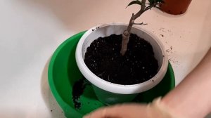 Что делаем с новым цитрусом. Мандарин Понкан