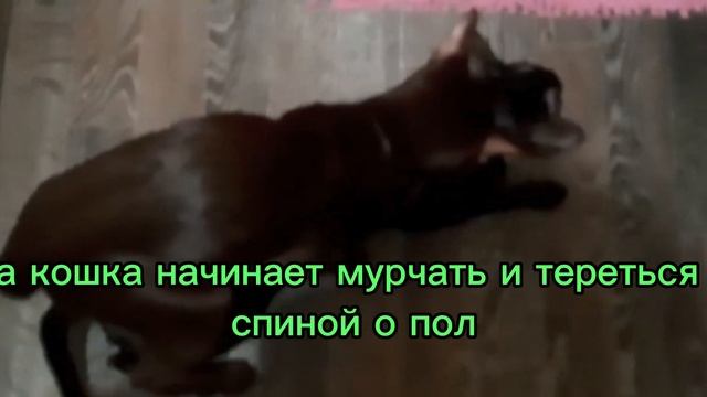 ОСТОРОЖНО 18+ | НЕСКОЛЬКО ФАКТОВ О ВЯЗКЕ КОШЕК | ОРИЕНТАЛЫ