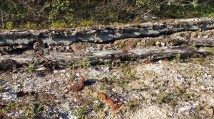 Ара-Губа, 26 июля 2015 года, часть вторая