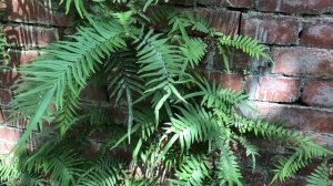 Chinese Brake 鱗蓋鳳尾蕨 モエジマシダ Птерис ленточный ديشار مخطط (Pteris vittata)