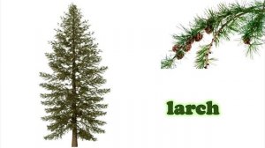 Название деревьев на английском // #УчуАнглийский