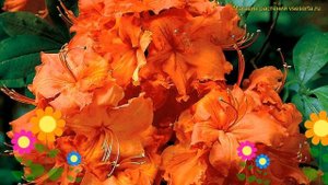 Азалия японская Гибралтар. Краткий обзор, описание характеристик rhododendron obtusum Gibraltar