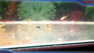 ГИГИЕНИЧЕСКИЙ АКВАРИУМ. АКВАРИУМ БЕЗ ГРУНТА