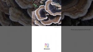 Turkeytail (Trametes versicolor) | Classification | Scientific Short Profile | Shroomers