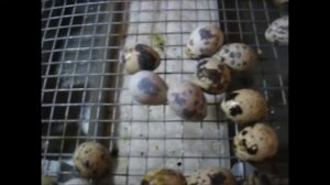 Эксперимент. Выведутся ли перепелки из магазинного яйца?