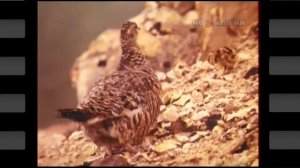 ЛикБез Командорские острова Остров Медный