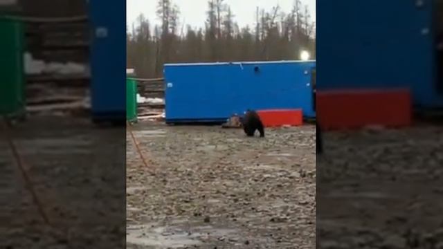 Bear 🐻, Yakutia, RUSSIA