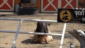 +18 Похотливый свин и бедная овечка