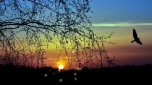 Не для меня.Валерий Заведяев . Автор ролика Любовь Соколова.mp4