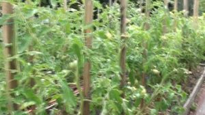 Томат Русалочка вкусный, но малоурожайный