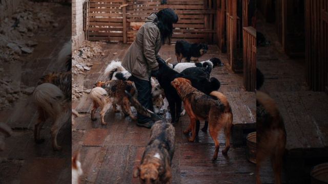 Приют "Любимки"