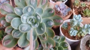 || ECHEVERIA RAIN DROP AND THEIR BUMPS ||