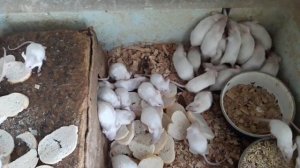 Декоративные, белые мыши))