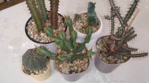 Эуфорбия (Euphorbia) или Молочай это кактус???🤔 Экземпляры в моей коллекции. #euphorbia