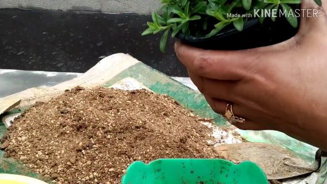 244/How to Grow Calibrachoa flower смотреть онлайн